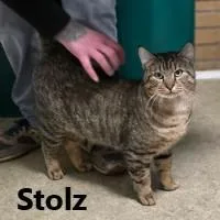 An adult large-sized male Tabby (Brown / Chocolate) Domestic Short Hair cat named Stolz for adoption in Olympia, WA