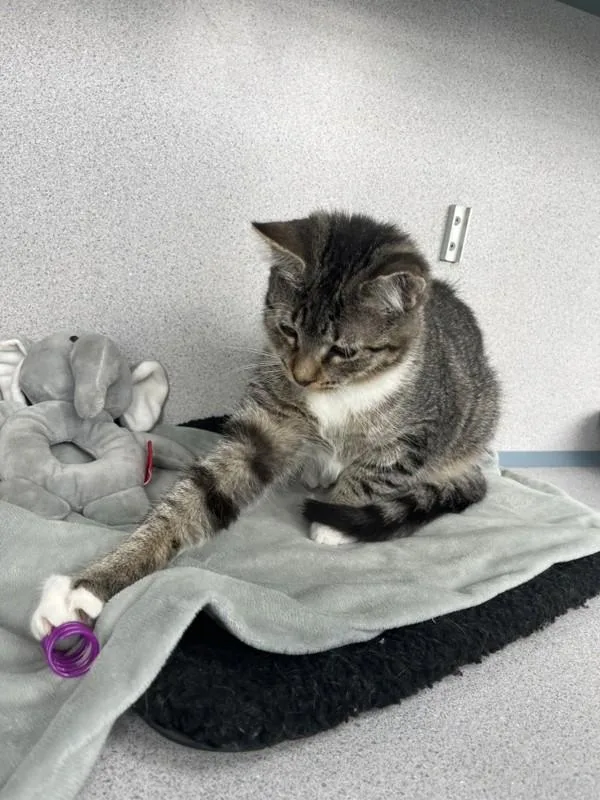 A baby small-sized male Domestic Short Hair cat named Alfie for adoption in Skillman, NJ