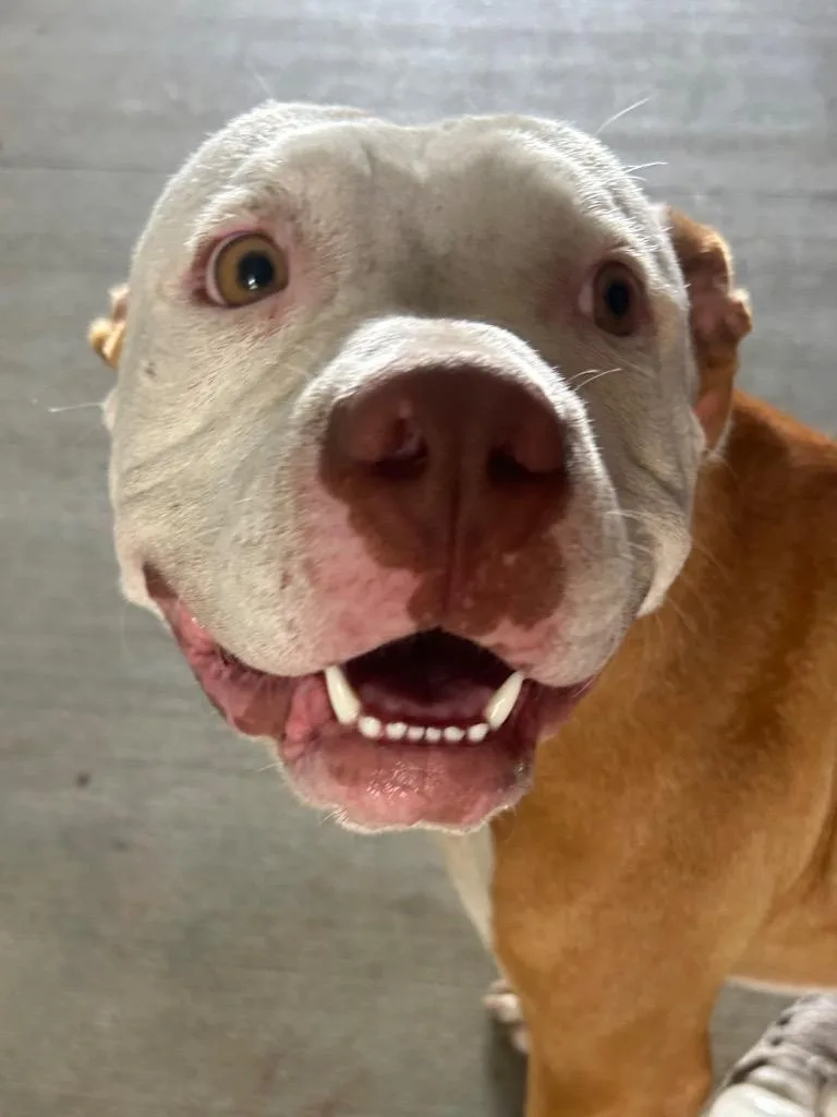 Happy