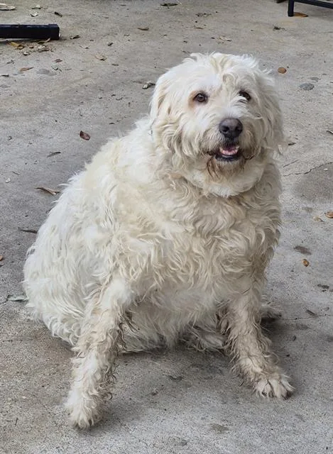 An adult large-sized female Labrador Retriever dog named Dumpling for adoption in San Antonio, TX