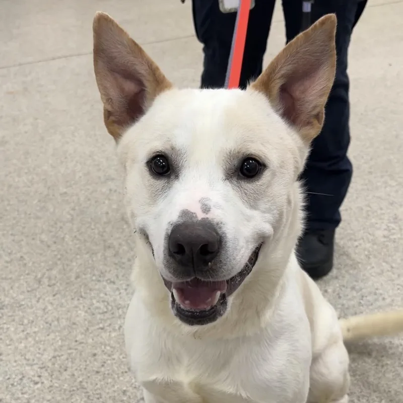 A young large-sized male Shepherd dog named Beckett for adoption in Valparaiso, IN