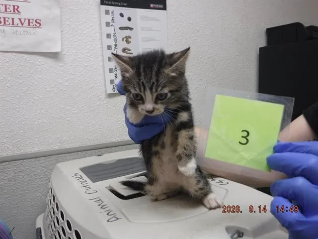 A baby small-sized female Domestic Short Hair cat named Sally for adoption in Oroville, CA