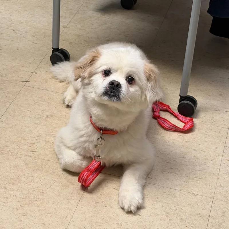 A senior small-sized male White / Cream Pekingese dog named Blake for adoption in Birdsboro, PA