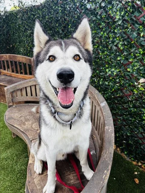 An adult large-sized male Siberian Husky dog named Kipper for adoption in Santa Barbara, CA