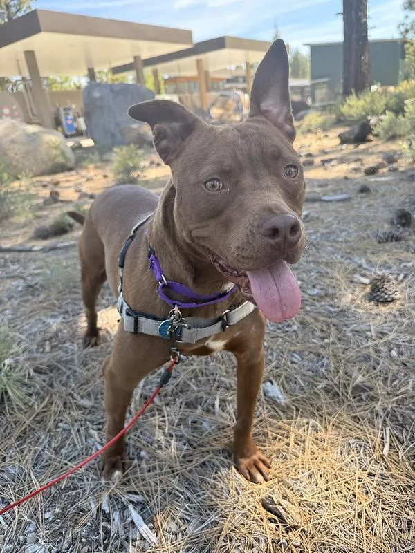 An adult medium-sized male Mixed Breed dog named Cody for adoption in Truckee, CA