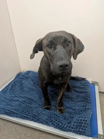 A young medium-sized female Mixed Breed dog named Puddin for adoption in Louisburg, NC