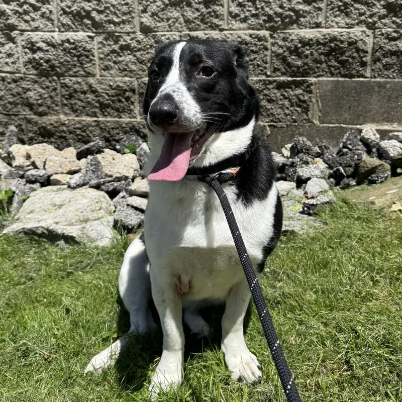An adult medium-sized female Mixed Breed dog named Teeny Tiny Mousey for adoption in Charleston, WV