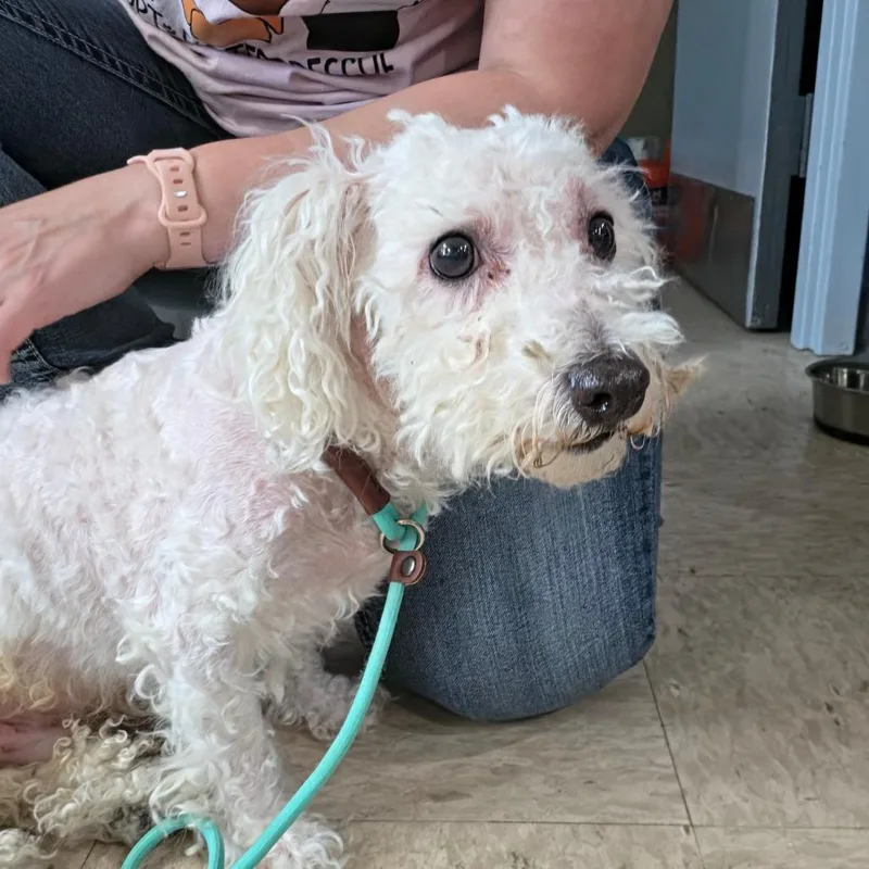 A senior small-sized male White / Cream Bichon Frise dog named Snow for adoption in Easton, PA