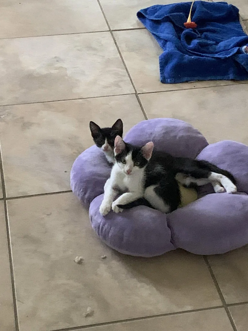 A baby medium-sized female Black & White / Tuxedo Domestic Short Hair cat named Mouse for adoption in Wesley Chapel, FL