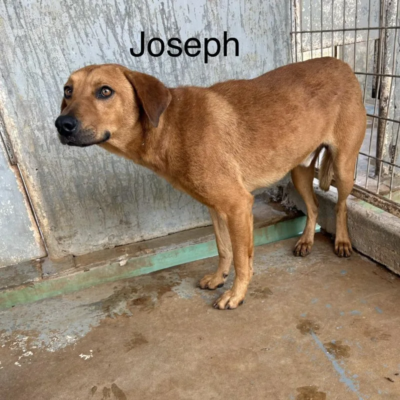 A young medium-sized male Yellow / Tan / Blond / Fawn Labrador Retriever dog named Joseph for adoption in Austin, TX