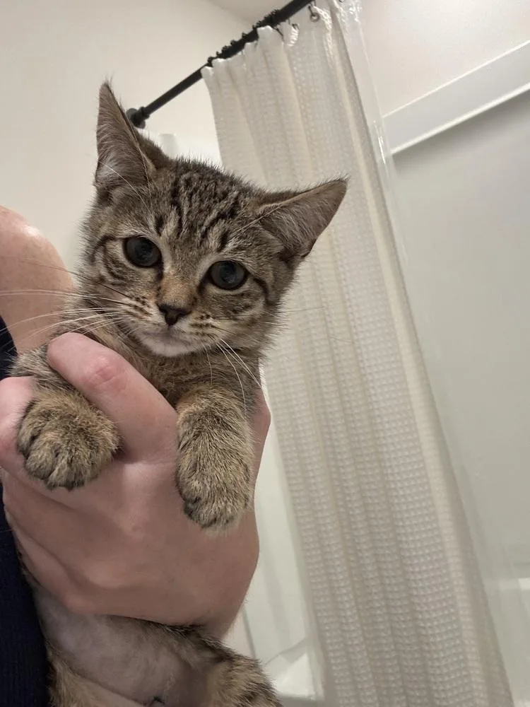 A baby small-sized female Domestic Short Hair cat named Cali Rp for adoption in Greenville, SC