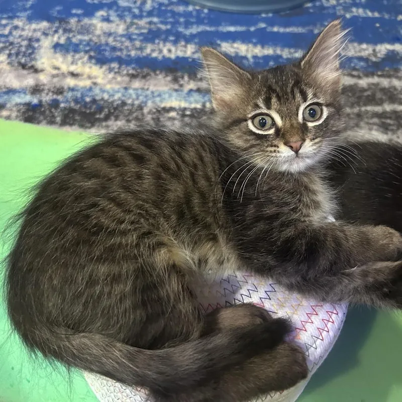 A baby small-sized male Brown / Chocolate Domestic Short Hair cat named Bow for adoption in Saint Charles, MO