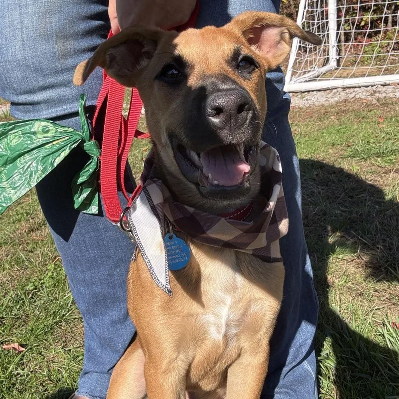 A baby medium-sized male Mixed Breed dog named Aston for adoption in Barrington, NH
