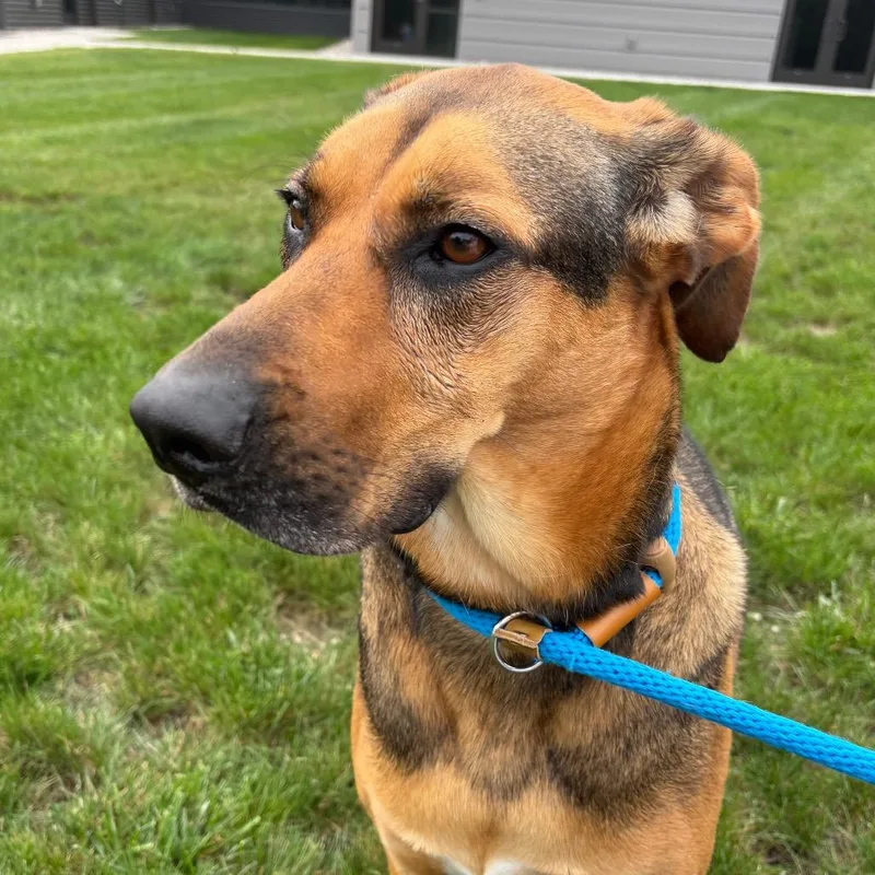 An adult large-sized female Treeing Walker Coonhound dog named Meekah for adoption in Fort Wayne, IN