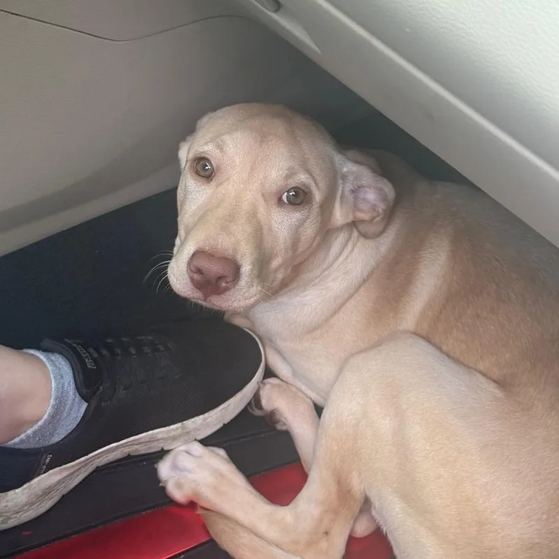 A young small-sized female Yellow / Tan / Blond / Fawn Mixed Breed dog named Butterscotch for adoption in Columbus, GA