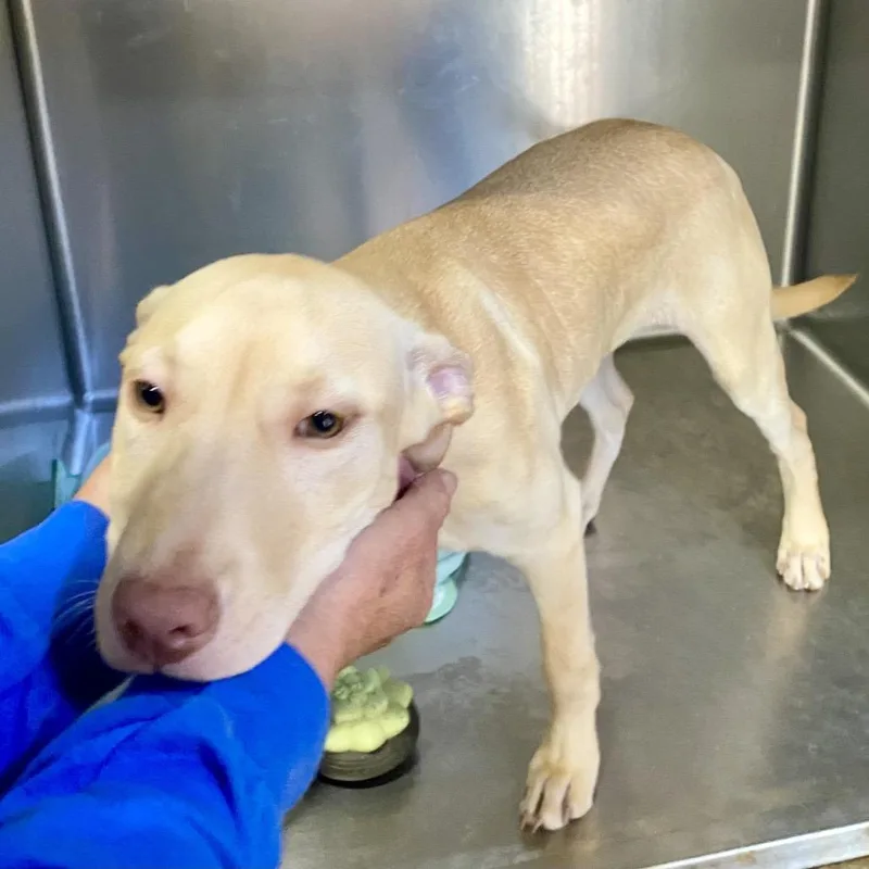 Butterscotch thumbnail 4