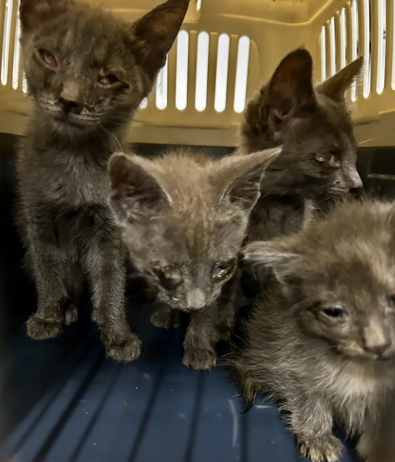 A baby medium-sized male Gray / Blue / Silver Domestic Short Hair cat named Michael for adoption in Columbus, OH