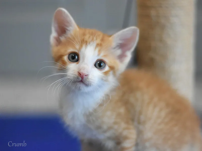 A young medium-sized male Orange & White Domestic Medium Hair cat named Crumb for adoption in Montgomery, TX