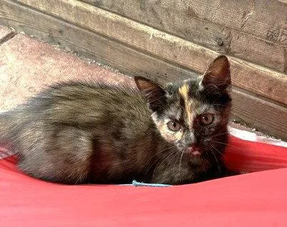 A baby small-sized female Tortoiseshell cat named Erin C Ingram for adoption in Saunderstown, RI