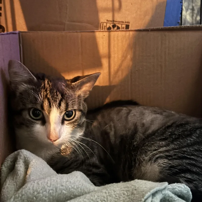 An adult medium-sized male Tabby (Brown / Chocolate) Domestic Short Hair cat named Woody for adoption in Pittsburgh, PA