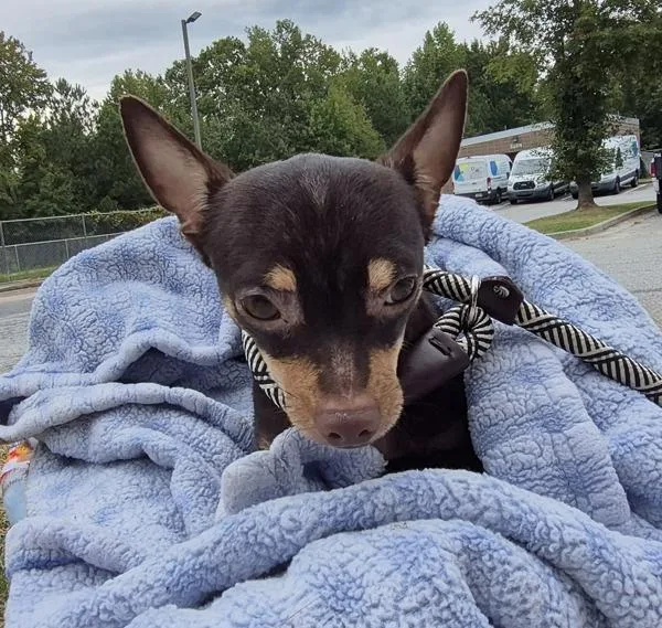 An adult small-sized male Chihuahua dog named Pen for adoption in Lawrenceville, GA