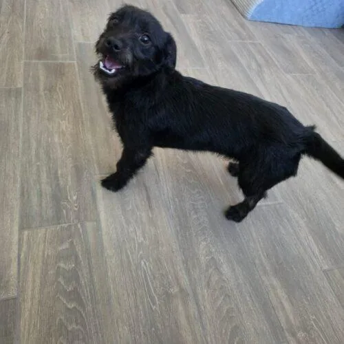 A baby small-sized male Black Miniature Schnauzer dog named Brillo for adoption in Edmond, OK