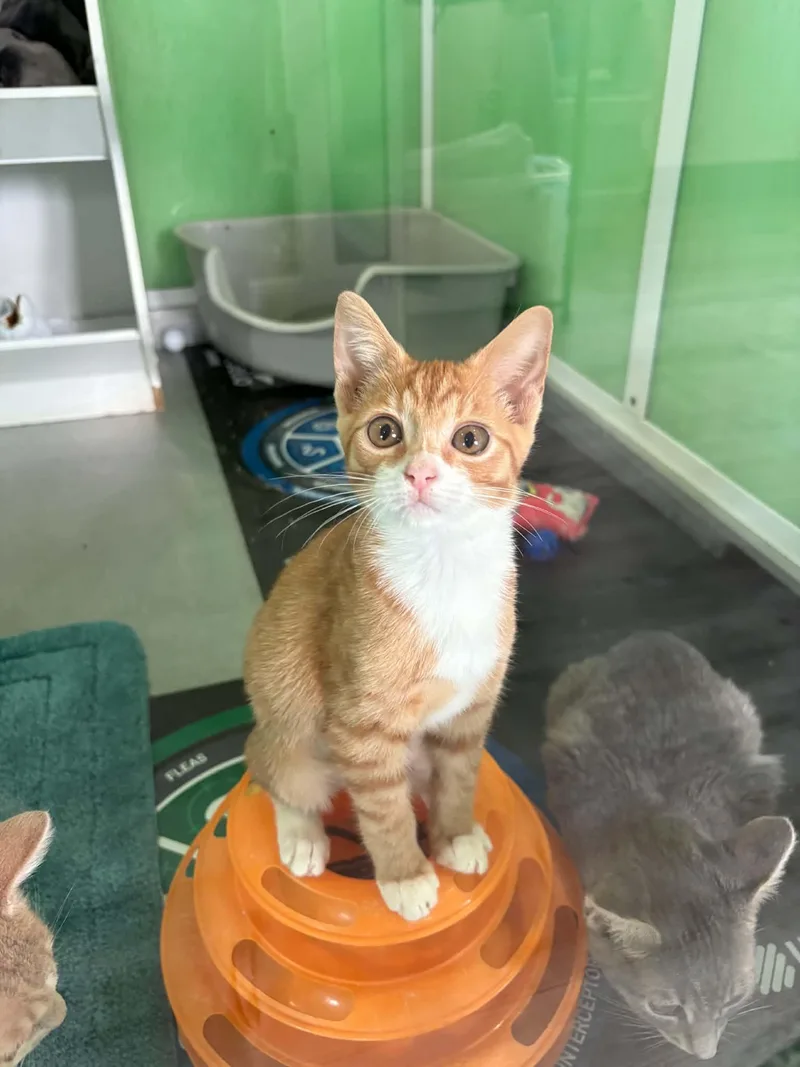 A young medium-sized female Domestic Short Hair cat named Azula for adoption in Barboursville, WV