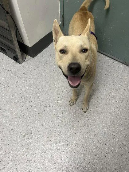 A young large-sized male Mixed Breed dog named Tiburon for adoption in Oakland, CA