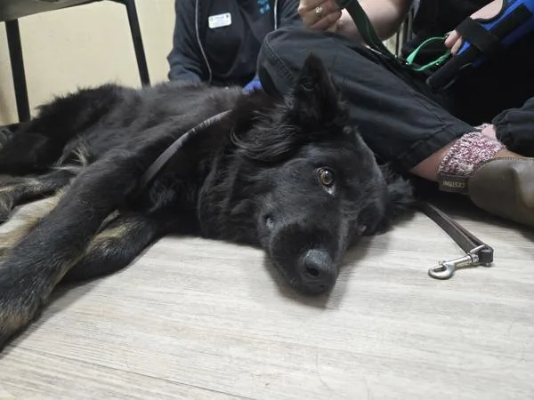 An adult medium-sized female German Shepherd Dog dog named Clover for adoption in Oceanside, CA