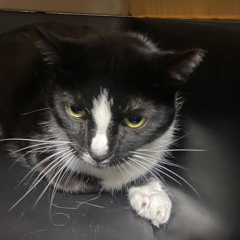 An adult large-sized female Black Domestic Short Hair cat named Marley for adoption in Allentown, PA