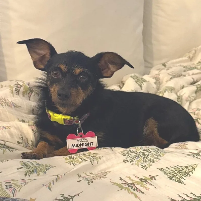 An adult small-sized female Black Dachshund dog named Midnight for adoption in Wake Forest, NC