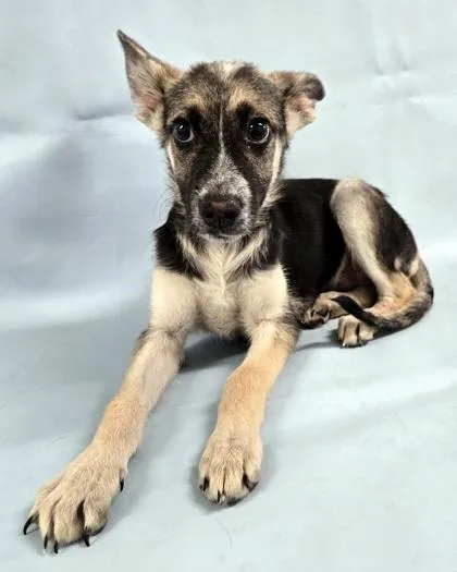 A baby large-sized female German Shepherd Dog dog named Sunflower for adoption in Morton Grove, IL
