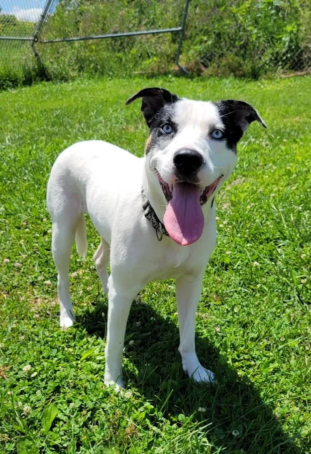 A young medium-sized female Tricolor (Brown, Black, & White) Pit Bull Terrier dog named Nila for adoption in Lisbon, OH