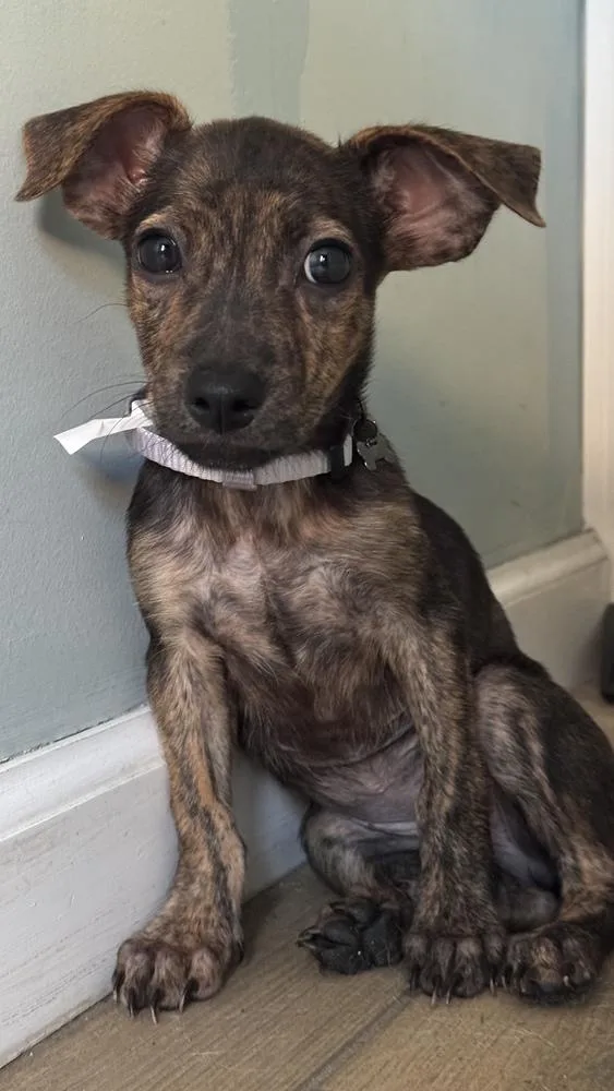 A baby medium-sized female Brindle Shih Tzu dog named London for adoption in Valley Stream, NY