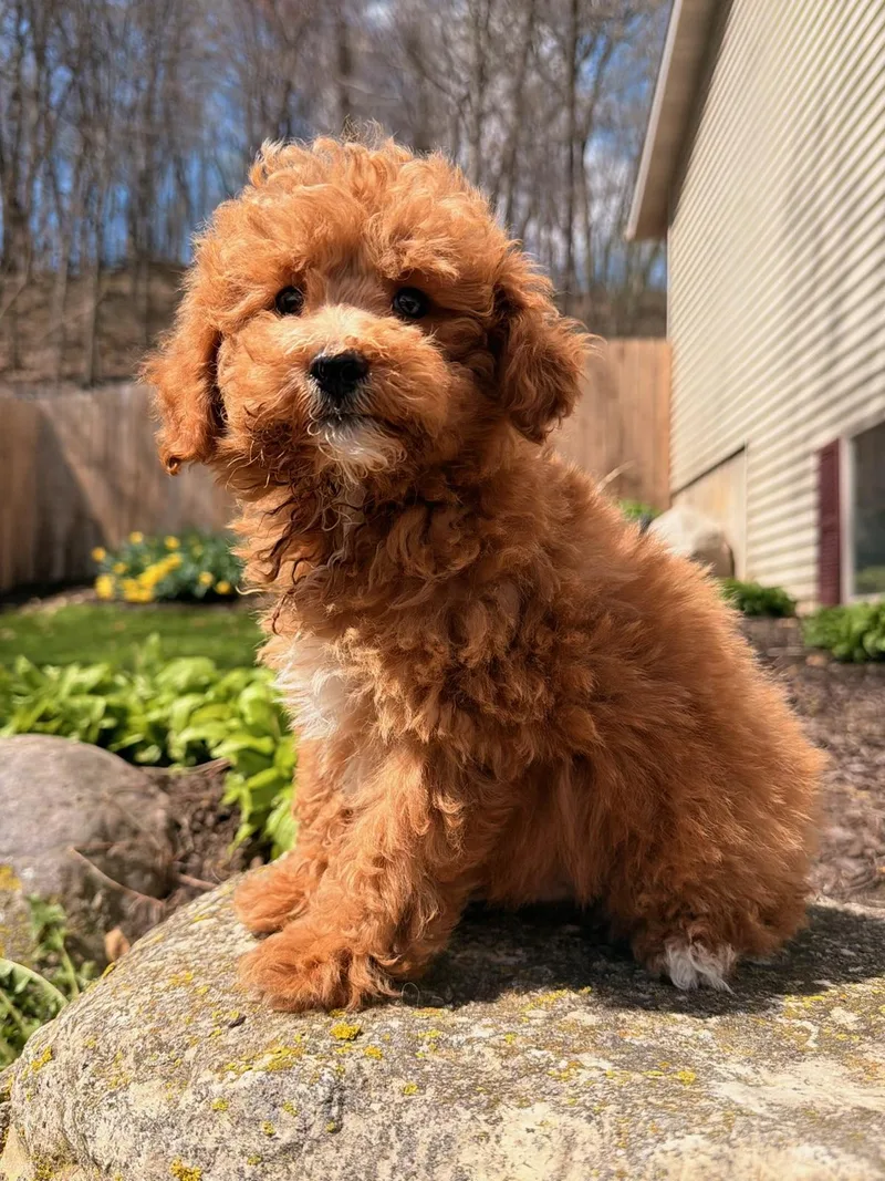 A baby small-sized male Golden Goldendoodle dog named Dudley for adoption in North Freedom, WI