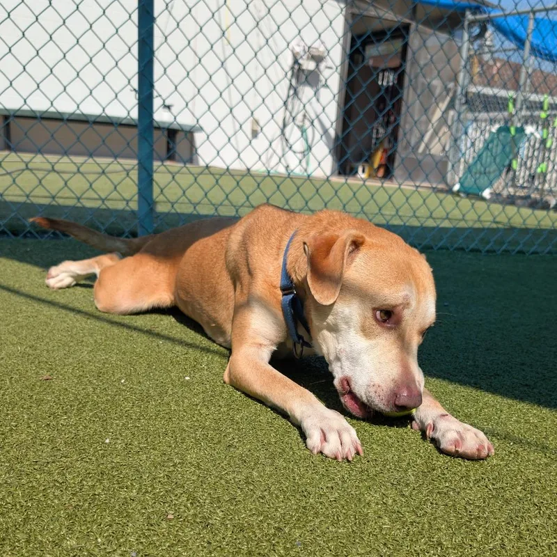 An adult medium-sized male Yellow / Tan / Blond / Fawn Labrador Retriever dog named Teriyaki Q for adoption in Lakeland, FL