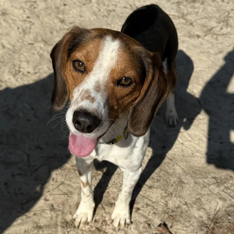 An adult medium-sized male Hound dog named Pj for adoption in Carmel, NY