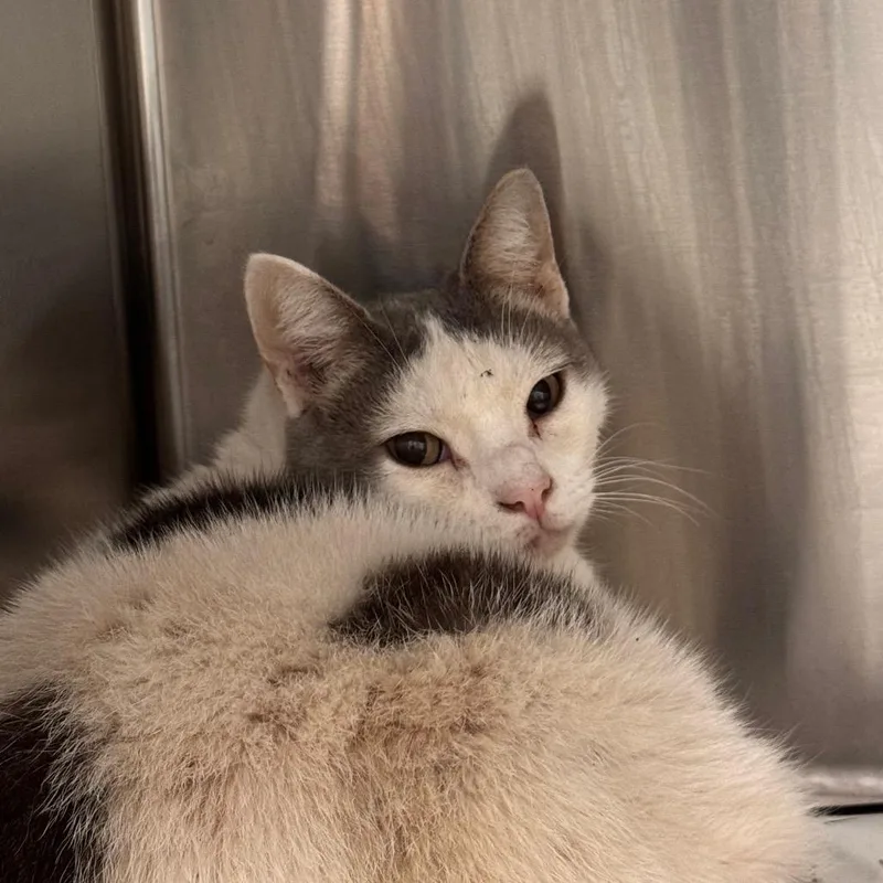 A senior large-sized female White American Shorthair cat named Clara for adoption in Tampa, FL