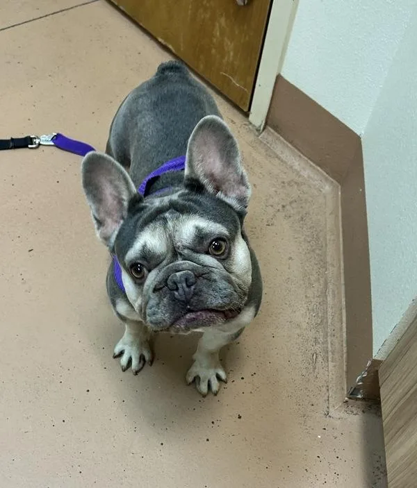An adult medium-sized male French Bulldog dog named Monty for adoption in Kennewick, WA