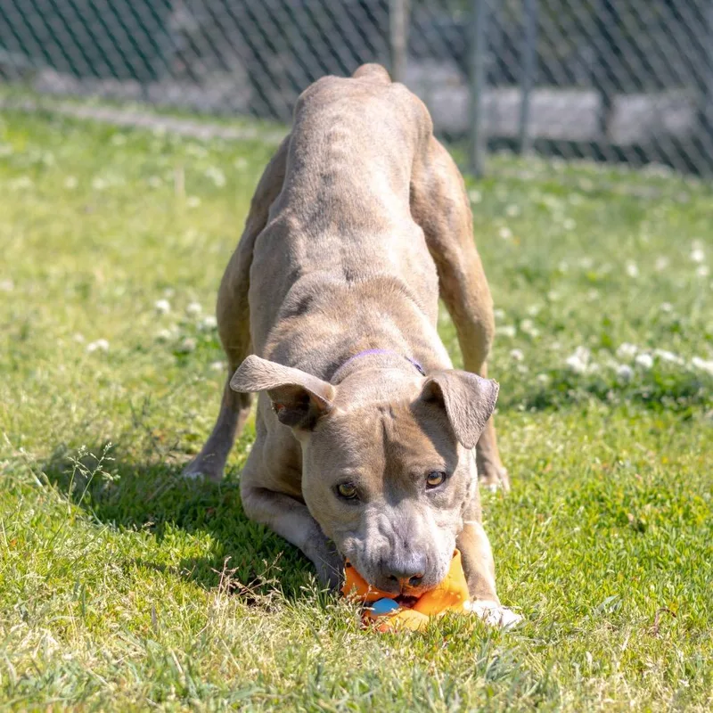 A senior medium-sized female Brindle Pit Bull Terrier dog named KayKay for adoption in Newark, DE