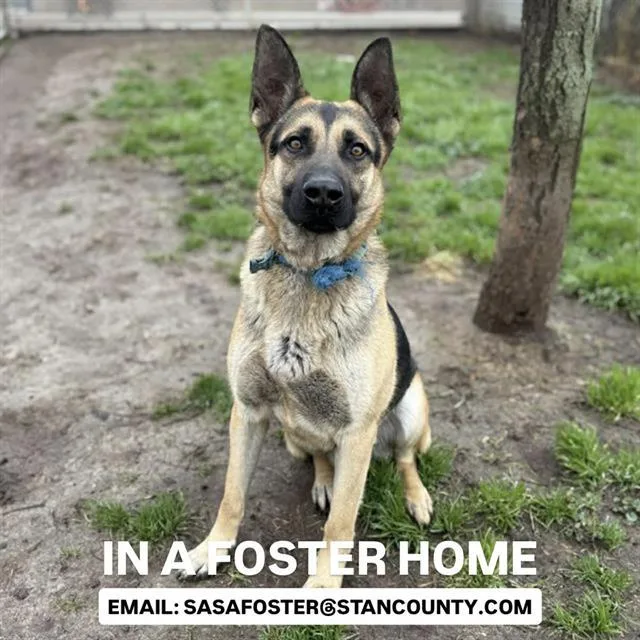 An adult large-sized male German Shepherd Dog dog named Richard for adoption in Modesto, CA