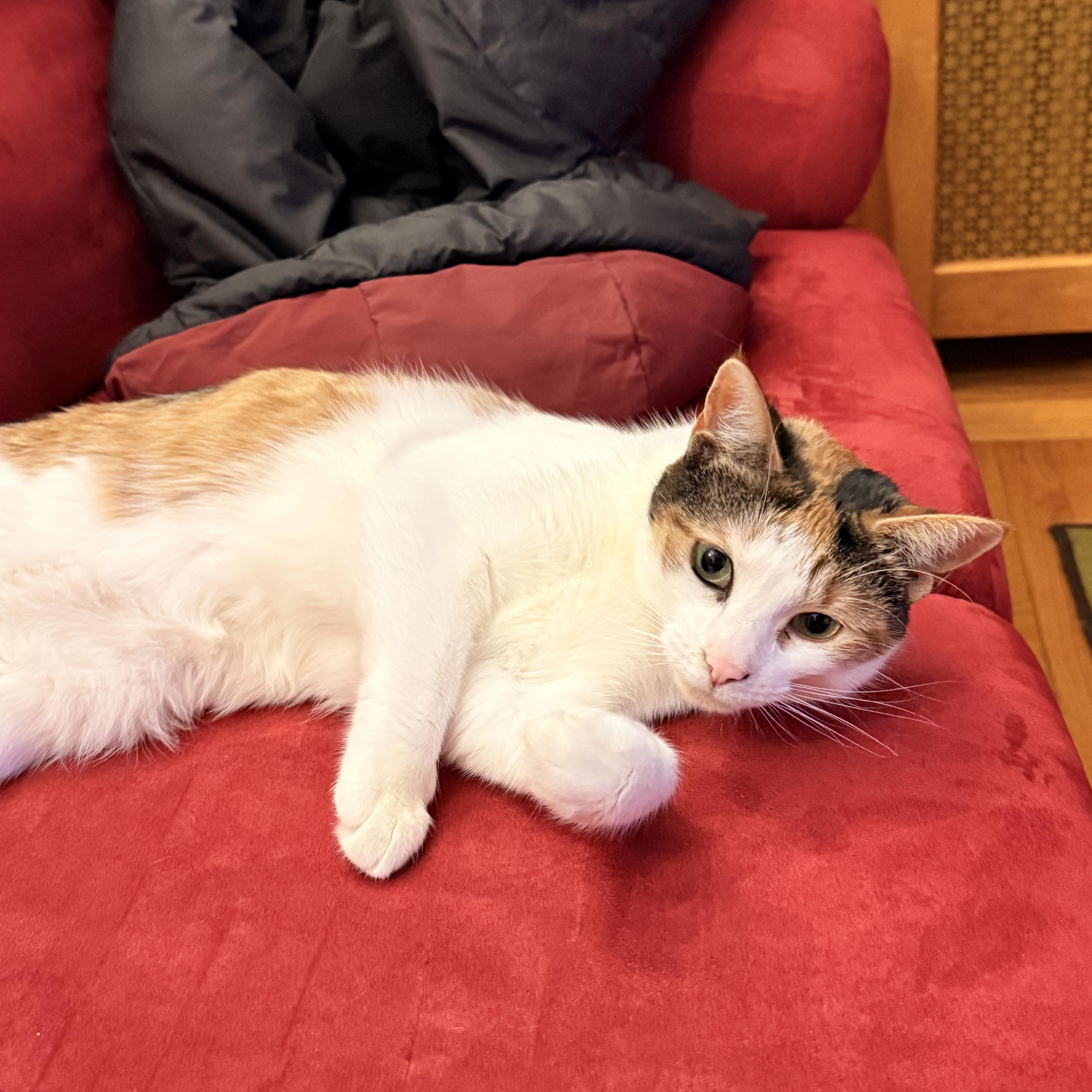 An adult medium-sized female Calico Calico cat named Piper for adoption in Albany, NY