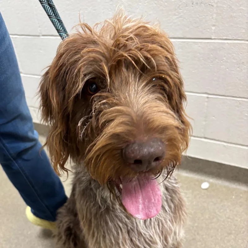 An adult large-sized male Brown / Chocolate German Wirehaired Pointer dog named Bucee for adoption in Council Bluffs, IA