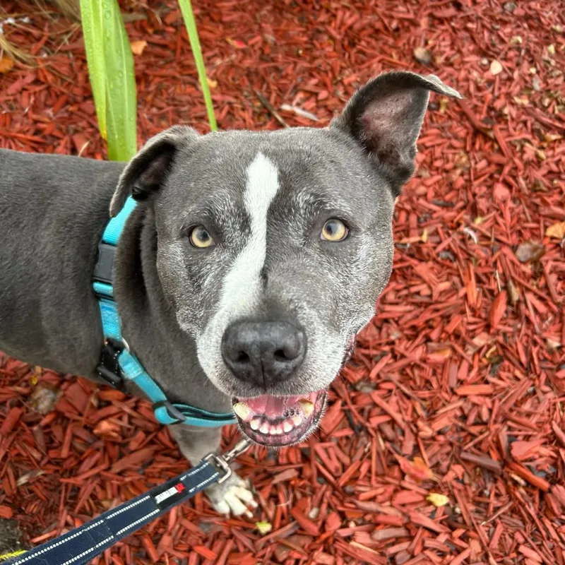 A senior large-sized male Gray / Blue / Silver Mixed Breed dog named Greedo for adoption in San Francisco, CA