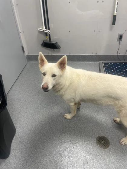 An adult large-sized female Shepherd dog named Snow for adoption in Sevierville, TN