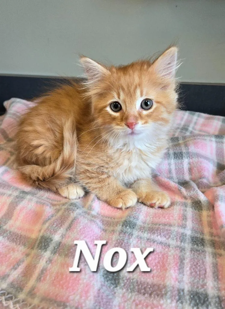 A baby small-sized male Domestic Long Hair cat named Nox for adoption in Sidney, OH