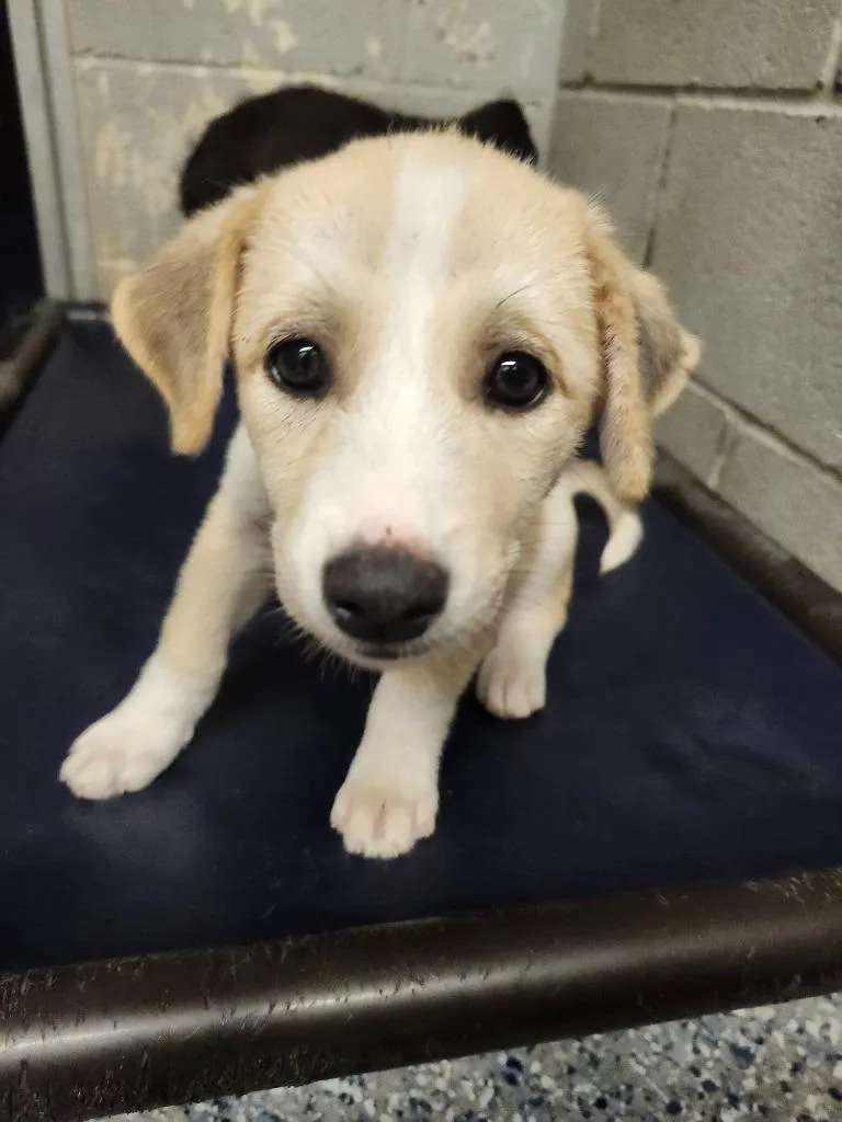 A baby medium-sized female Shepherd dog named Glimmer for adoption in Athens, AL