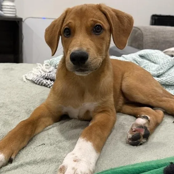 A baby large-sized male Coonhound dog named Winston for adoption in Krum, TX