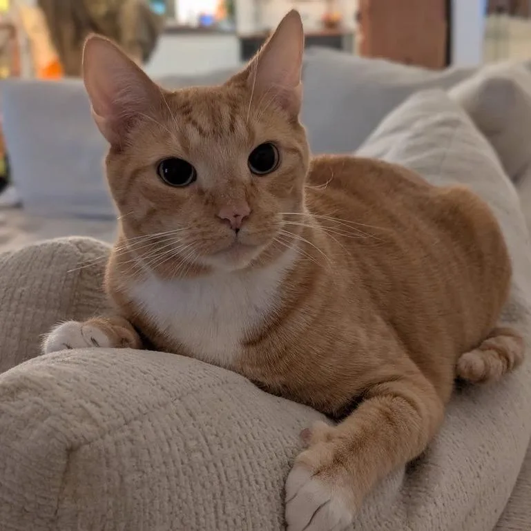 An adult large-sized male Orange / Red Domestic Short Hair cat named Pumpkin for adoption in Jupiter, FL