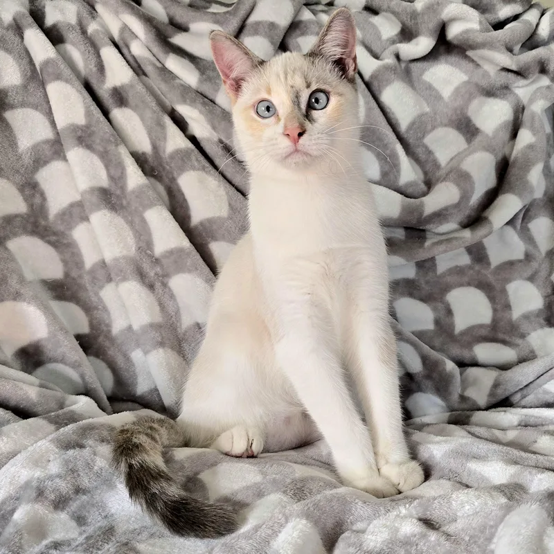 Peppa And Posty thumbnail 2